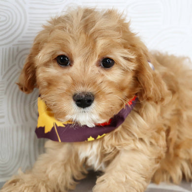 Maria - available Now