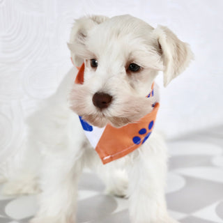 Delaware - Available Now