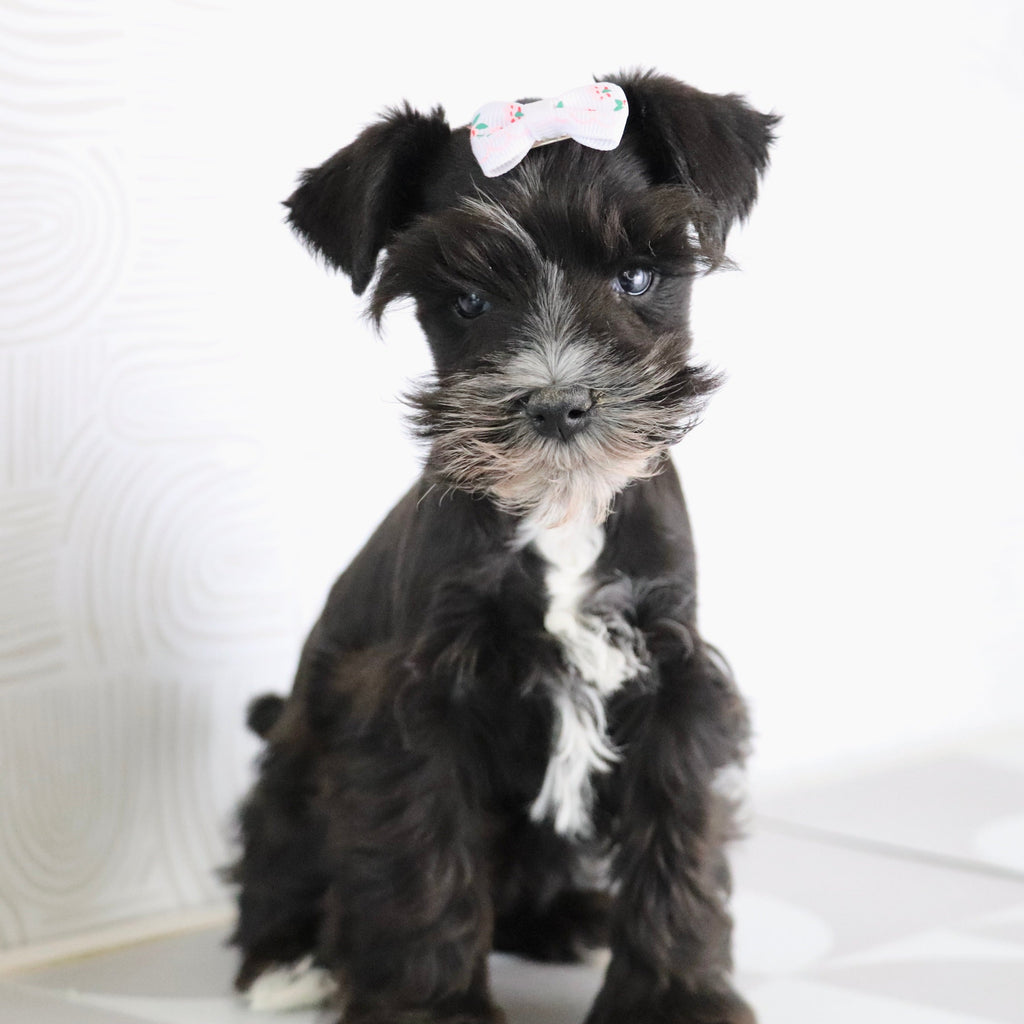 Brooke - Available Now