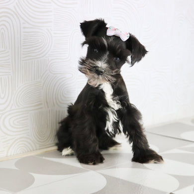 Brooke - Available Now