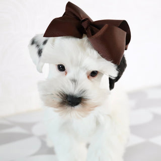 Daisy - Available Now