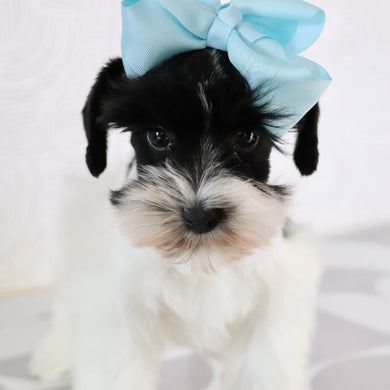 Gracie - Available Now