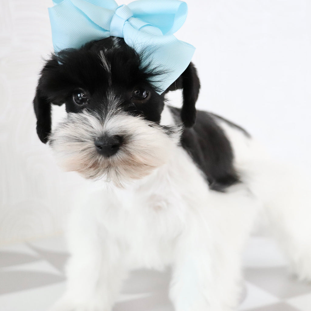 Gracie - Available Now