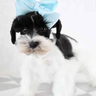 Gracie - Available Now