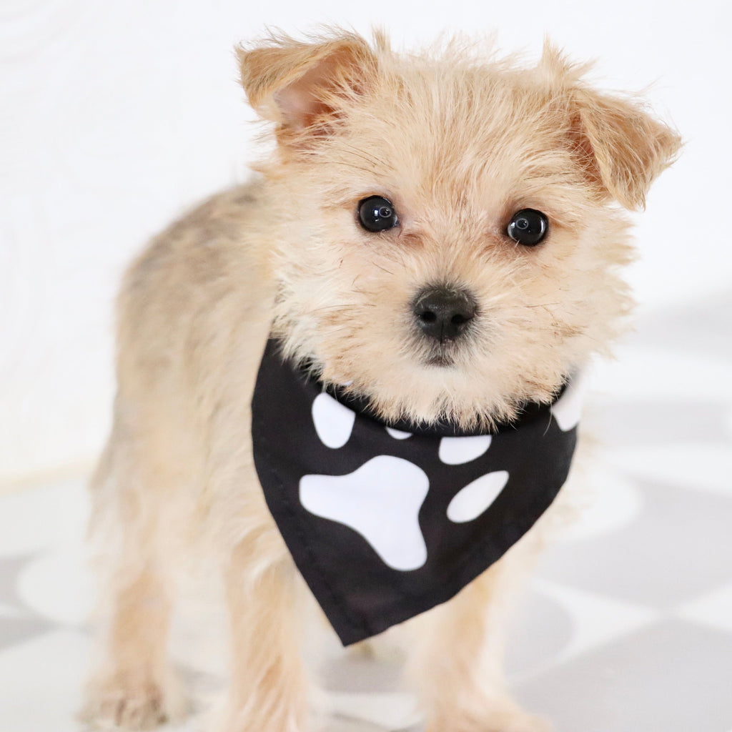 Duke - Available Now