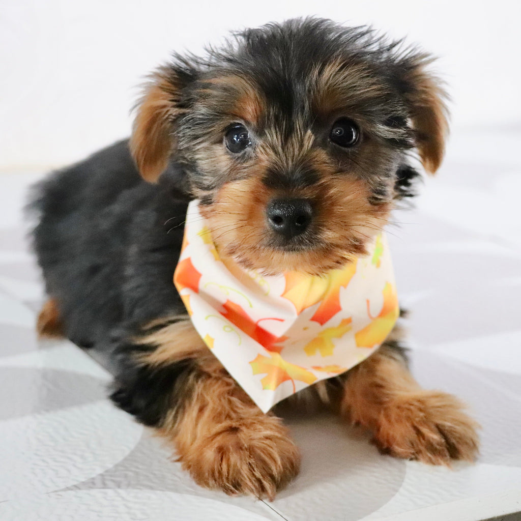 Eagle - Available Now