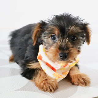 Eagle - Available Now