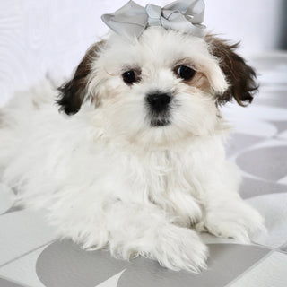 Willow - Available Now