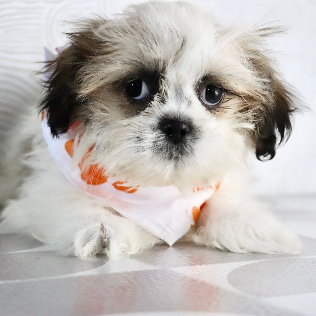 Orlando - Available Now