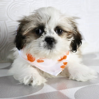 Orlando - Available Now