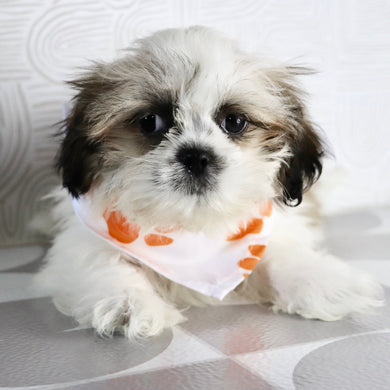 Orlando - Available Now