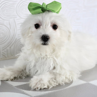 Marley - Available Now