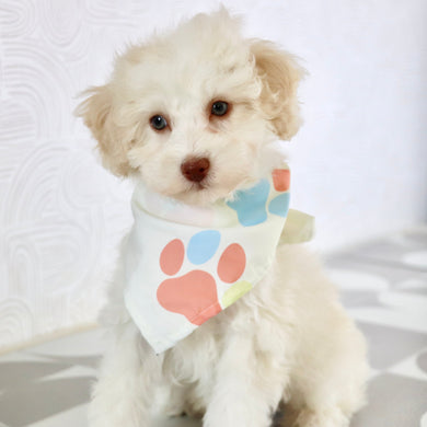 Earl - Available Now