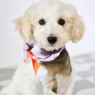 Hogan - Available Now