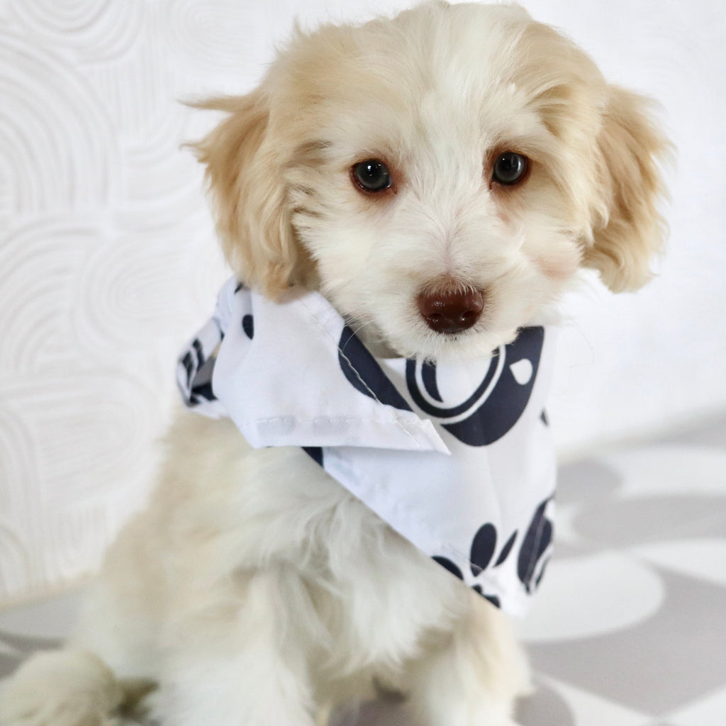 Shelton - Available Now