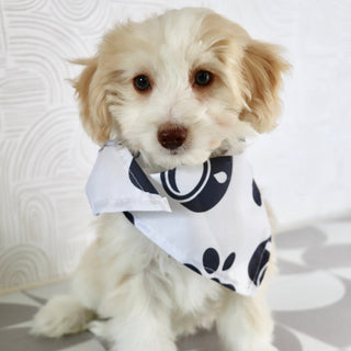 Shelton - Available Now