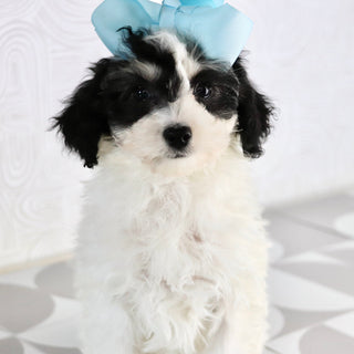 Trish - Available Now