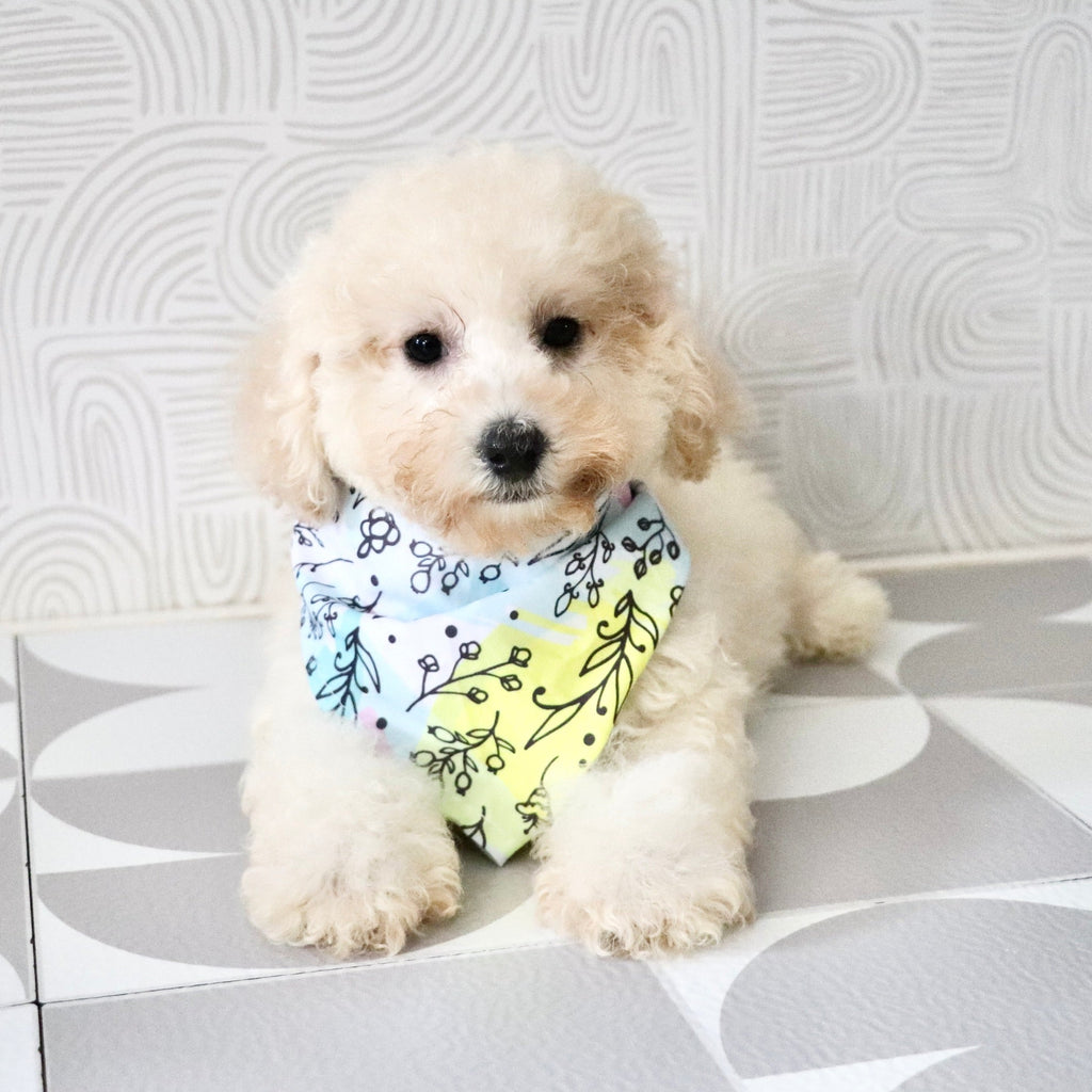 Dolly - Available Now