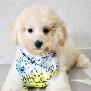 Dolly - Available Now