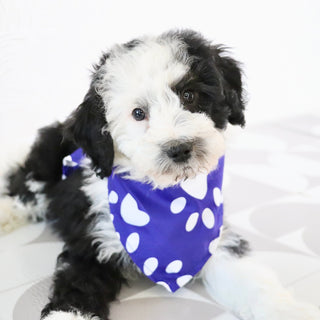 Wally - Available Now