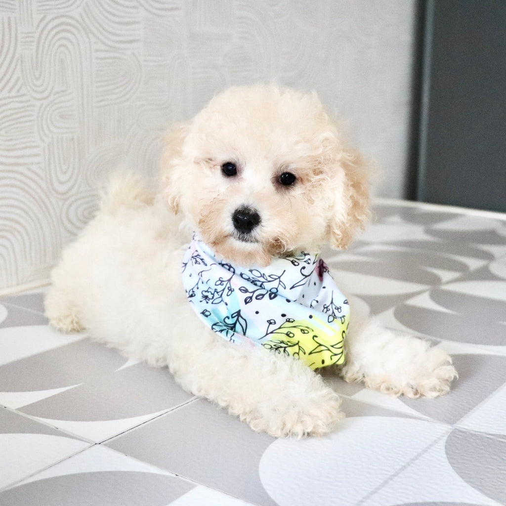 Dolly - Available Now