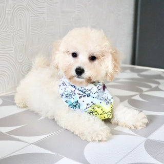 Dolly - Available Now