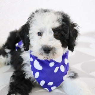 Wally - Available Now