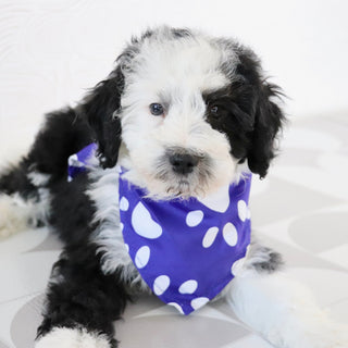 Wally - Available Now