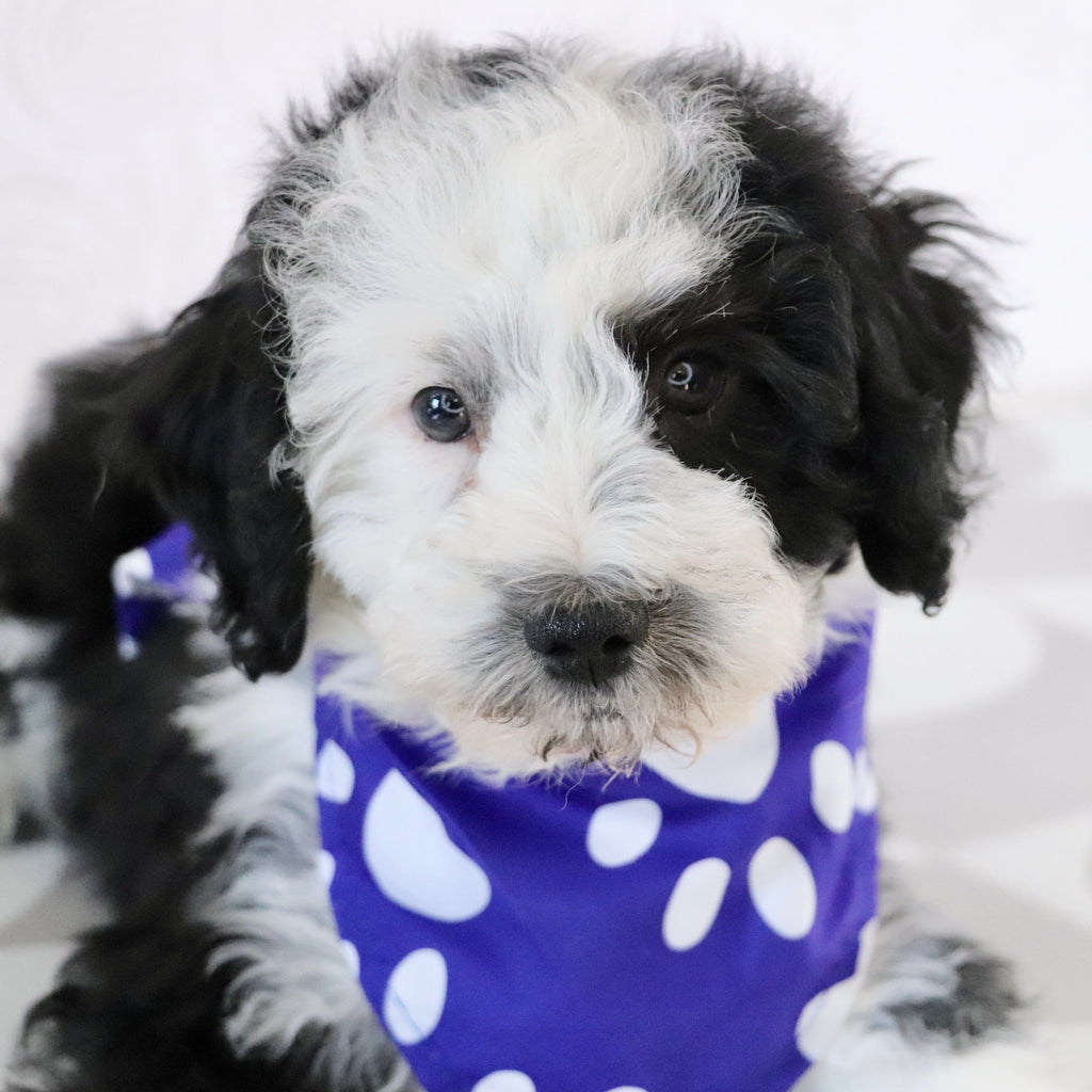 Wally - Available Now