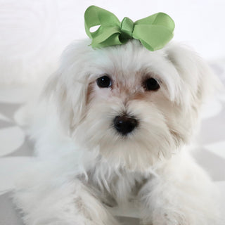 Raya - Available Now