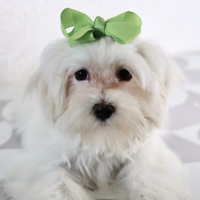 Raya - Available Now