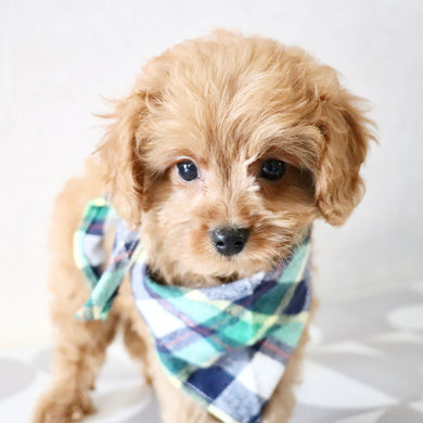 Franklin - Available Now