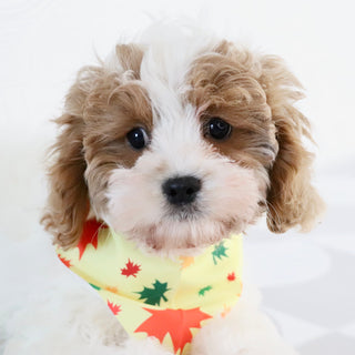 Oliver - Available Now