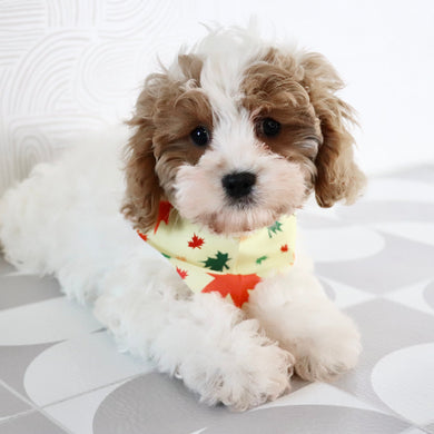 Oliver - Available Now