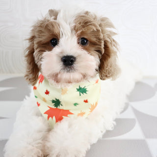 Oliver - Available Now