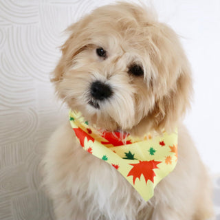 Roland - Available Now