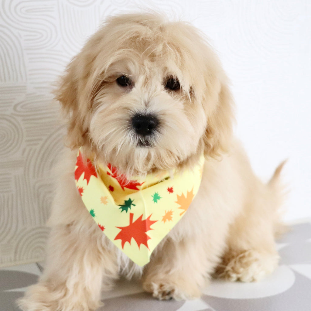 Roland - Available Now