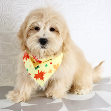 Roland - Available Now