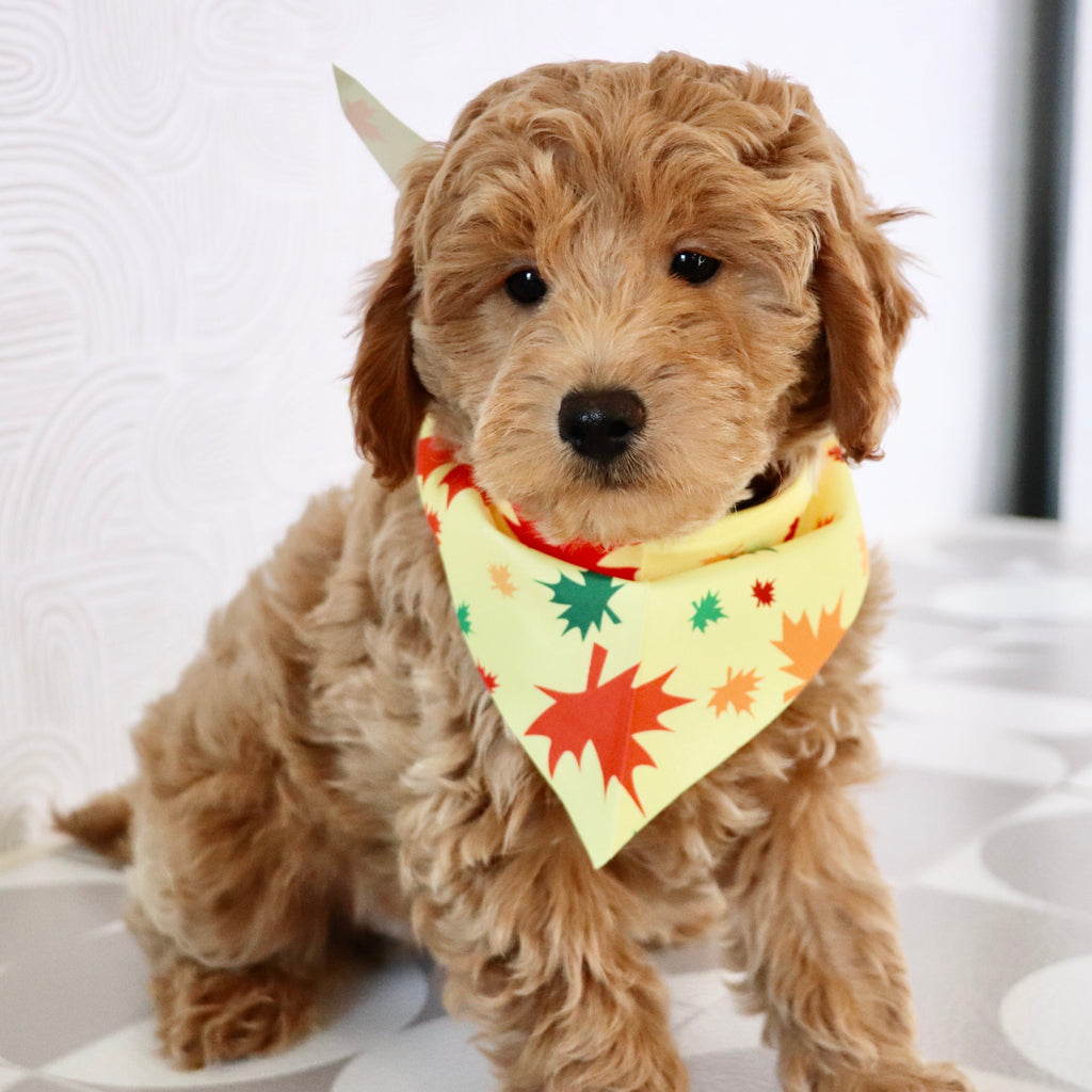 Arno - Available Now