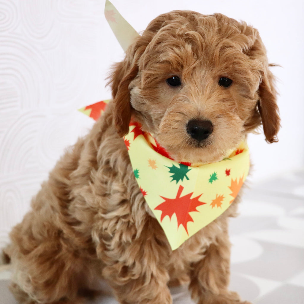 Arno - Available Now