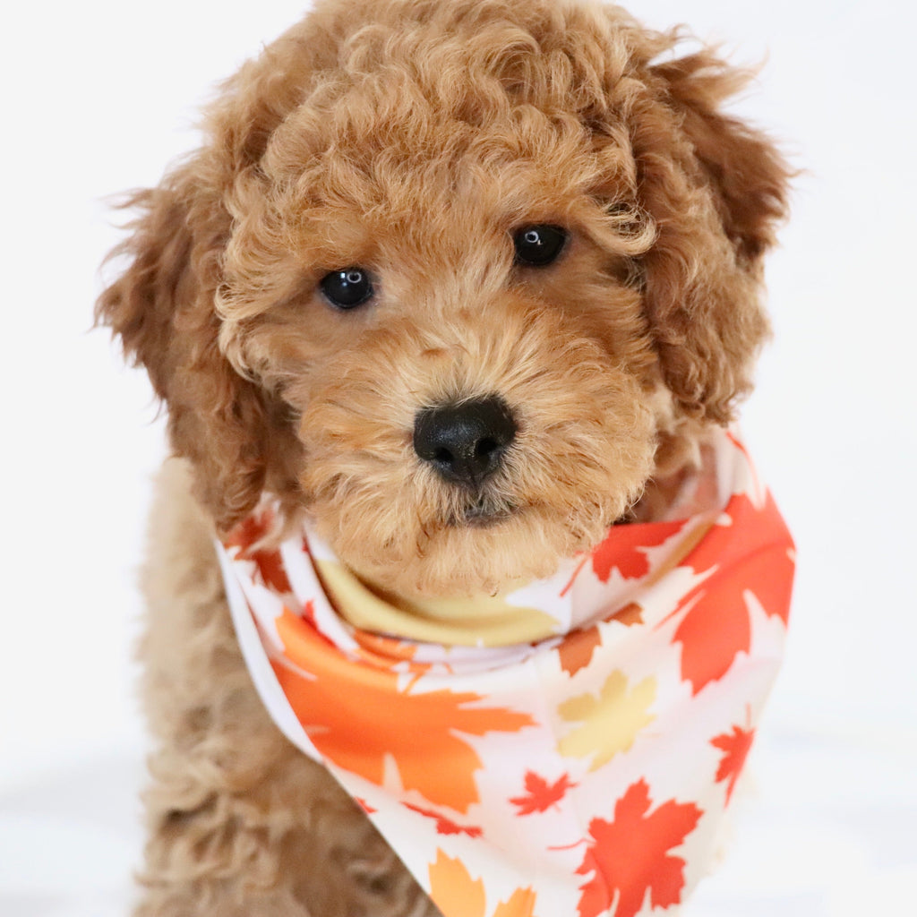 Josef - Available Now