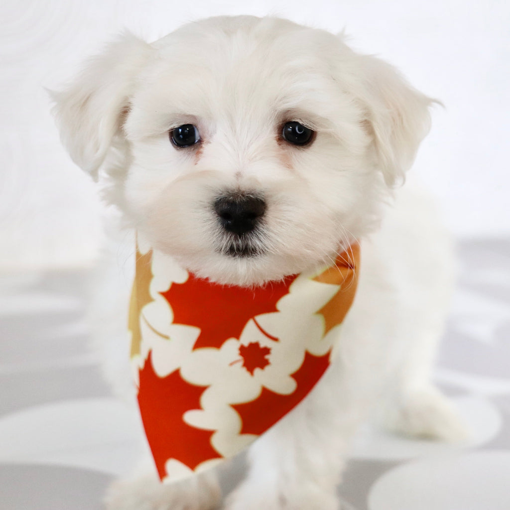 Cole - Available Now