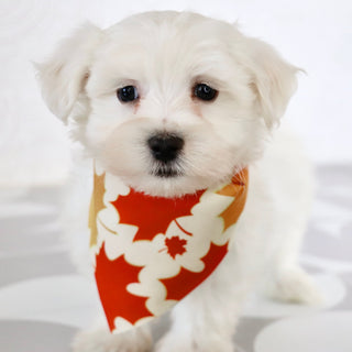 Cole - Available Now