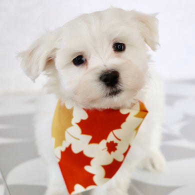 Cole - Available Now