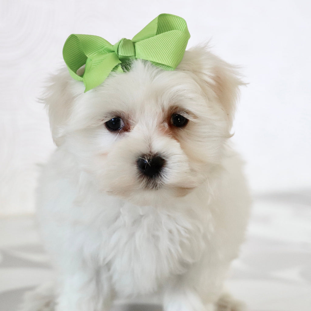 Grape - Available Now