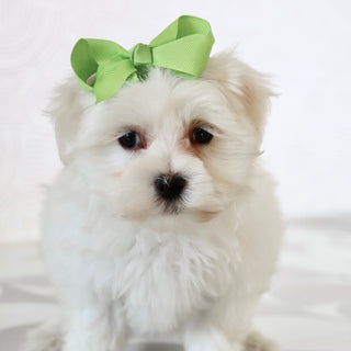 Grape - Available Now