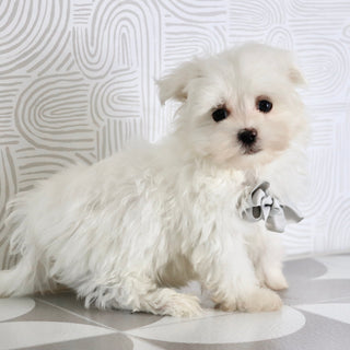 Saige - Available Now