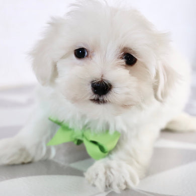 Josh - Available Now