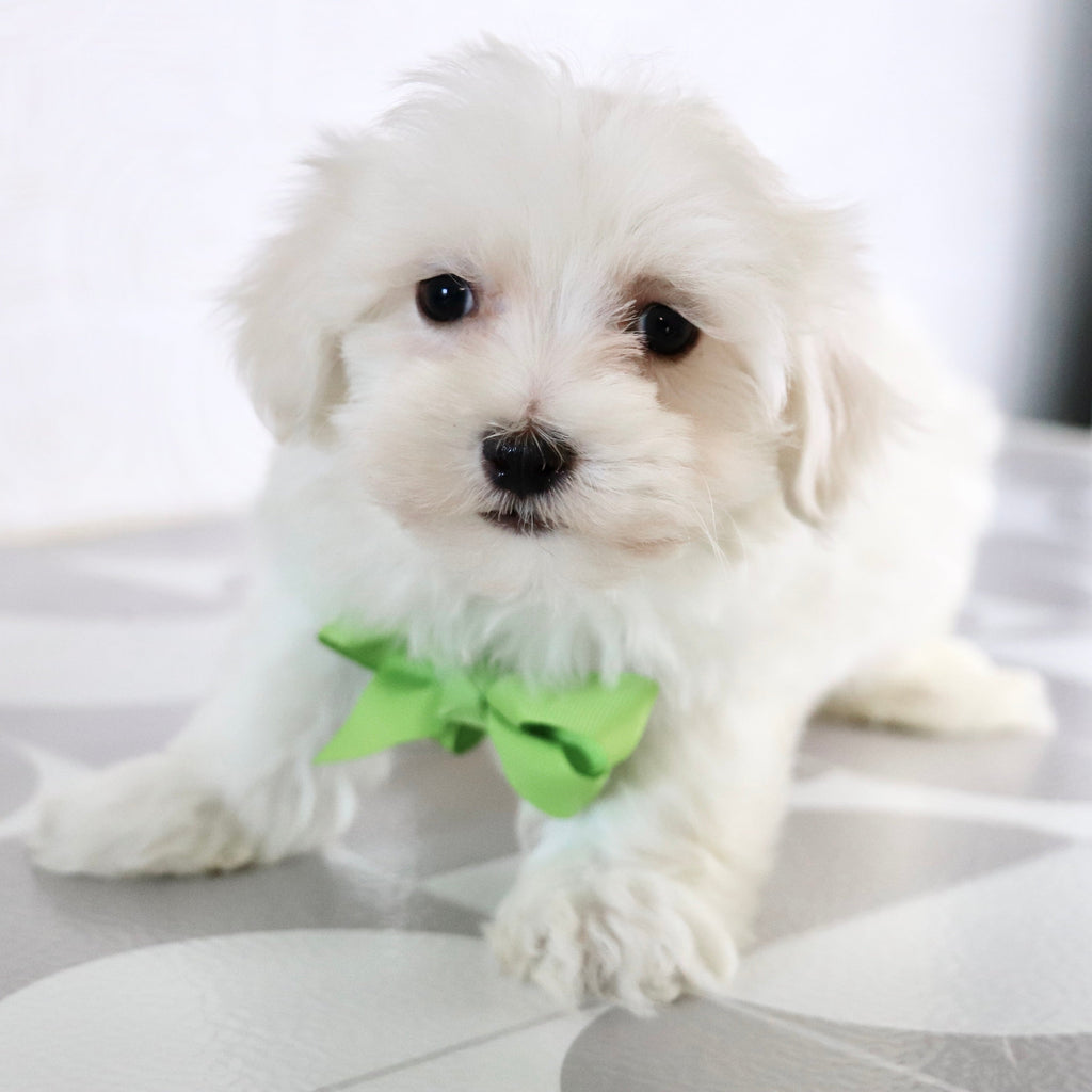 Josh - Available Now