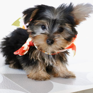 Tooele - Available Now